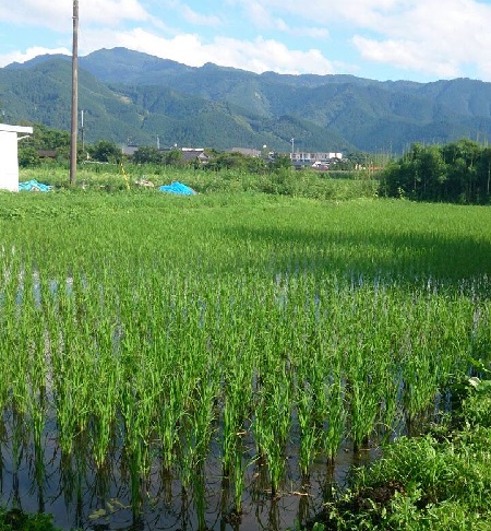 田植え風景2