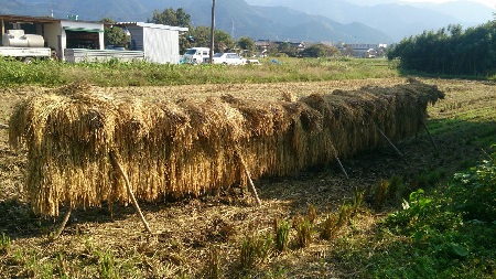 稲を干した風景